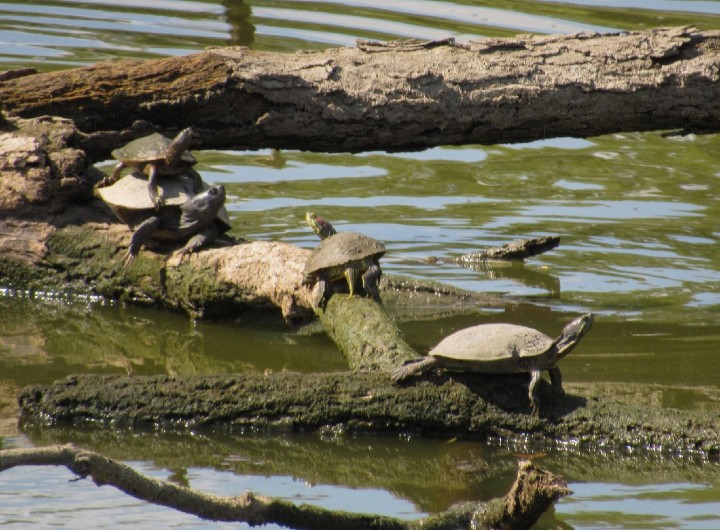 Map Turtle